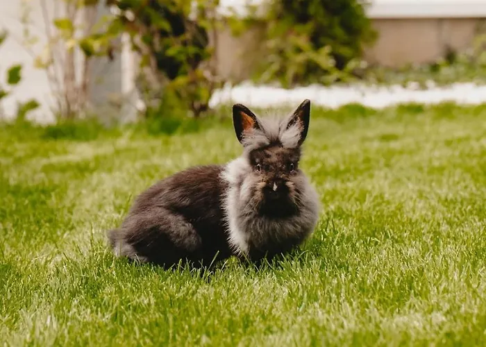 White House Iris Napoca - 6 Apartman