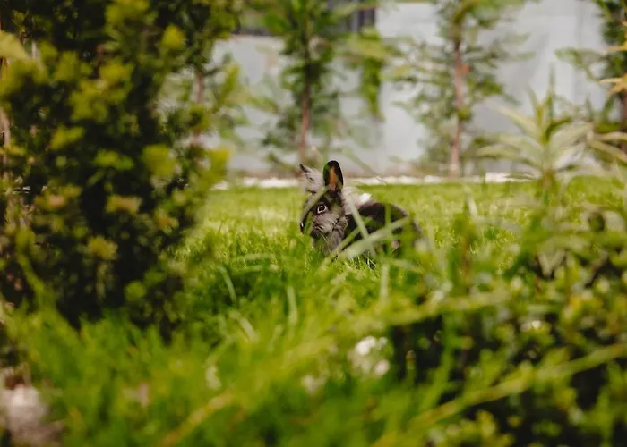 White House Iris Napoca - 6 * Cluj-Napoca